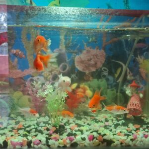 9 Watt RGB Multi Color DOB Driver on Board 7 in 1 Automatic or Manual Color Changing LED Bulb photo review