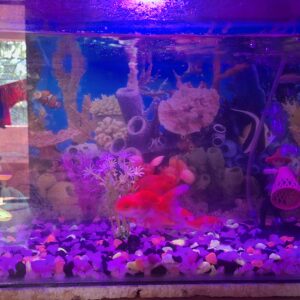 9 Watt RGB Multi Color DOB Driver on Board 7 in 1 Automatic or Manual Color Changing LED Bulb photo review